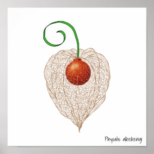 Delicate Chinese Lantern Fruit Illustration Poster