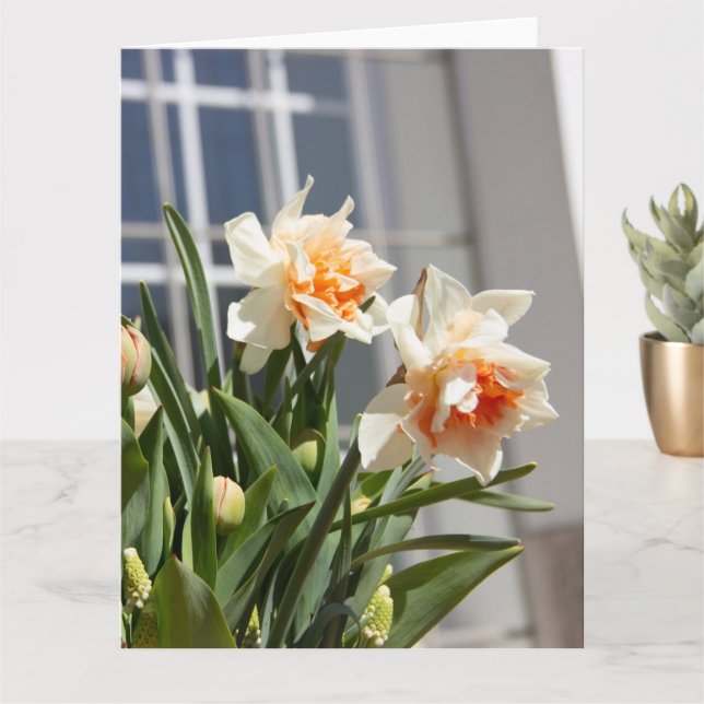 Delicate cute daffodils spring      card (Small Plant)
