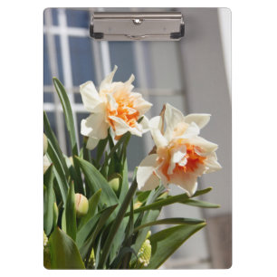 Delicate cute daffodils spring clipboard