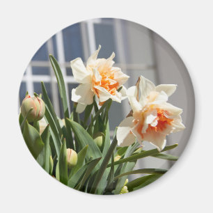 Delicate cute daffodils spring magnet