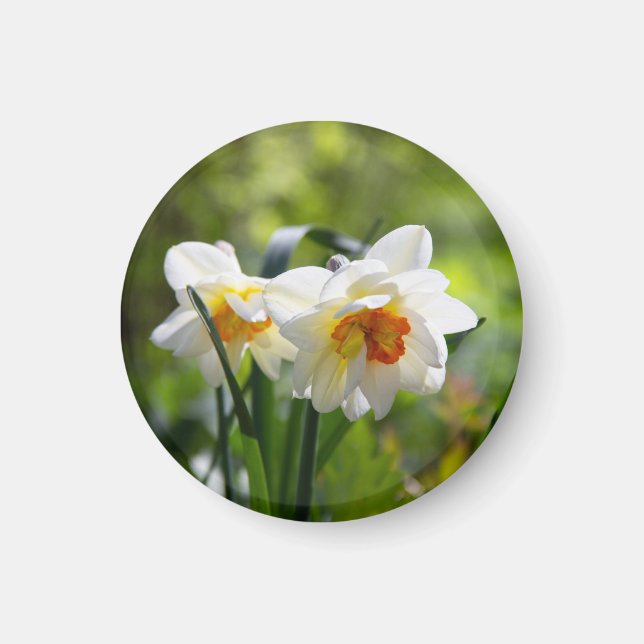 Delicate cute daffodils spring  magnet (Front)