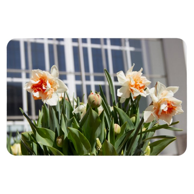 Delicate cute daffodils spring  magnet (Horizontal)