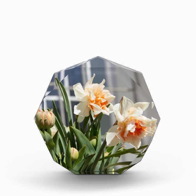 Delicate cute daffodils spring  photo block (Front)