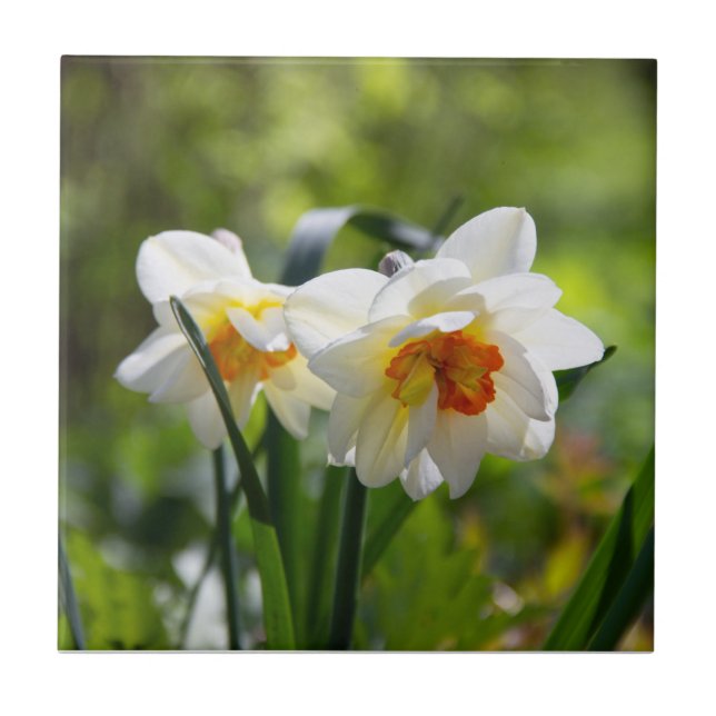 Delicate cute daffodils spring  tile (Front)