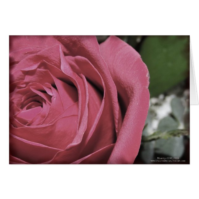 Delicate Feelings (Front Horizontal)