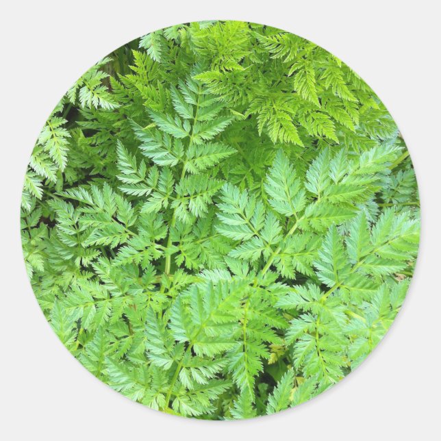 Delicate Ferns Classic Round Sticker (Front)