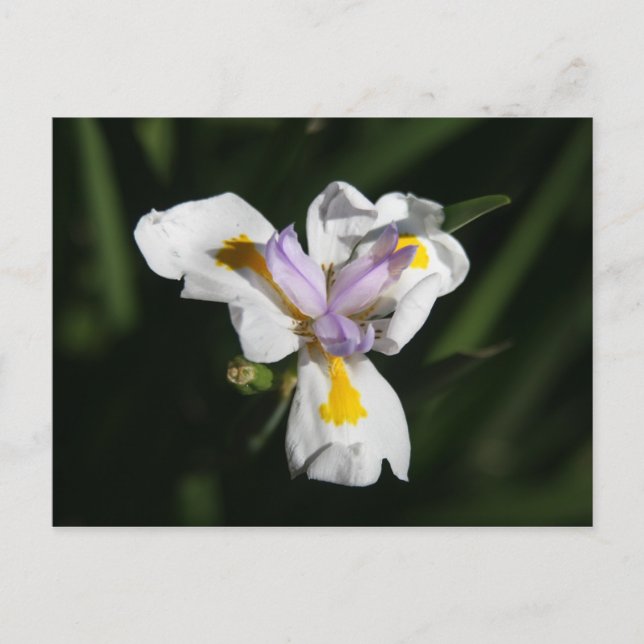 delicate flower postcard (Front)