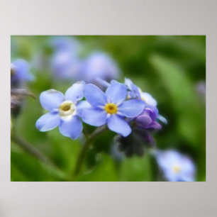 Delicate Forget Me Not Flowers Poster