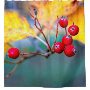 Delicate hawthorn berries in autumn