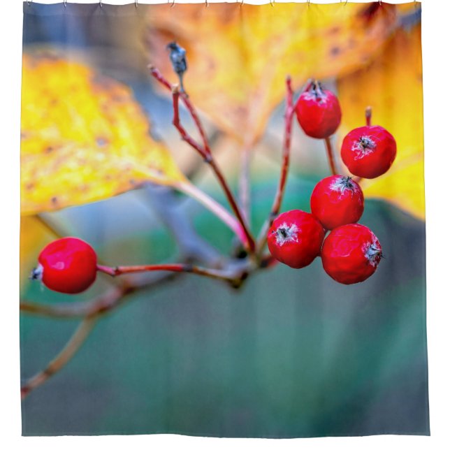 Delicate hawthorn berries in autumn (Front)