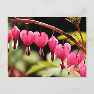 Delicate hearts waiting postcard
