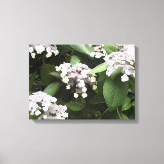 Delicate Hydrangeas Canvas Print