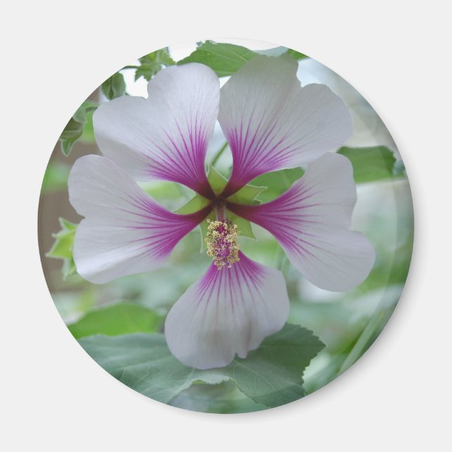 Delicate Lily - magnet (Front)