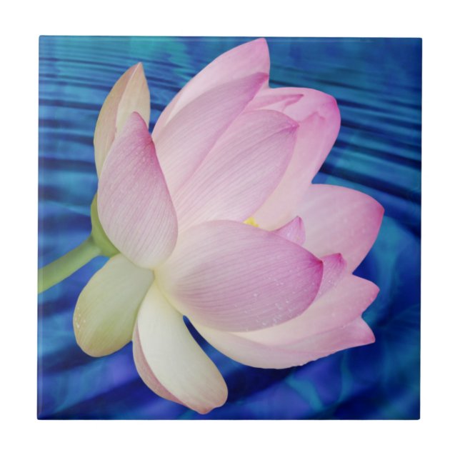 Delicate Lotus flower and meaning Tile (Front)