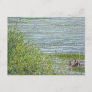 Delicate Movement Postcard
