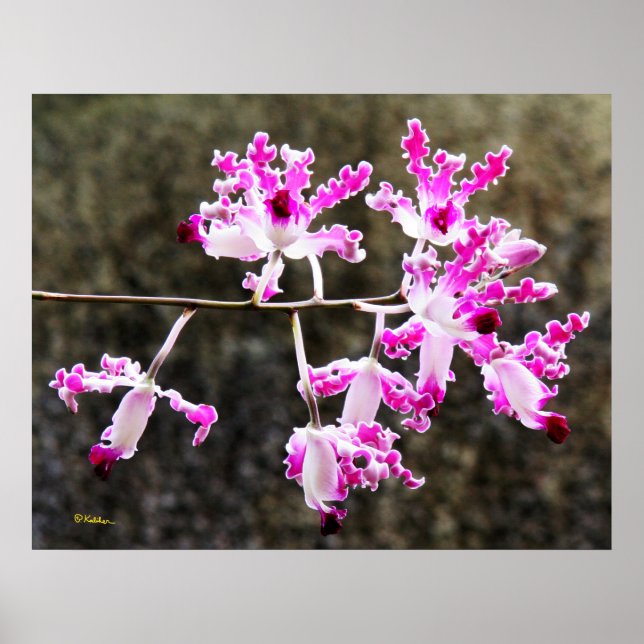 Delicate Orchid Blossoms Wall Art 28x22 Poster (Front)