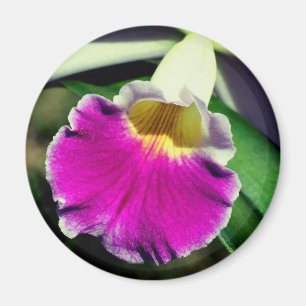 Delicate Orchid Flower Photography  Magnet