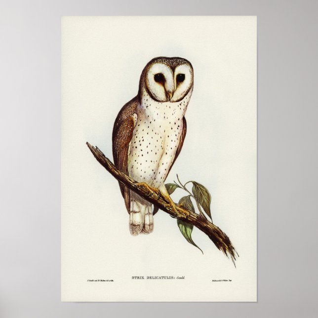 Delicate Owl by Elizabeth Gould Poster (Front)
