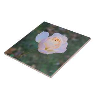 Delicate Pastel Pink Yellow Rose Tile