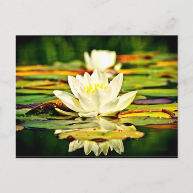 Delicate pastel yellow and white lilies postcard (Front)