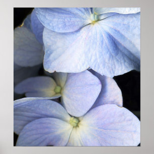 Delicate Petals Poster/Fine Art Print