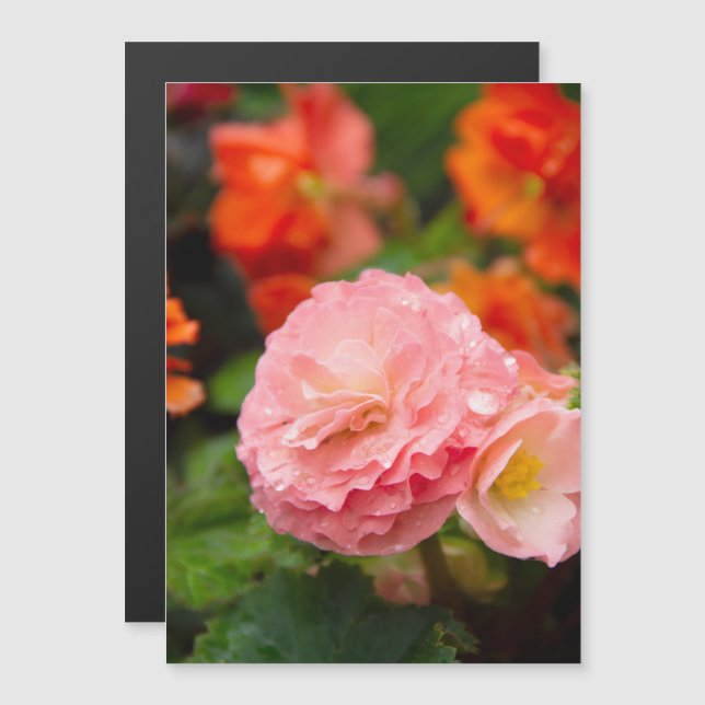 Delicate pink flower after the rain  (Front/Back)