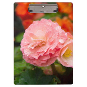 Delicate pink flower after the rain  clipboard
