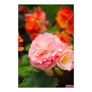 Delicate pink flower after the rain photo print