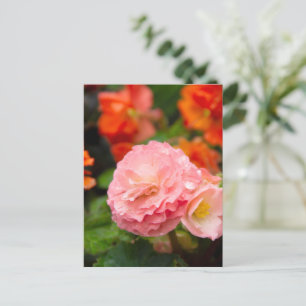 Delicate pink flower after the rain  postcard