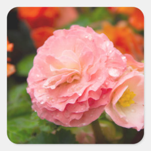 Delicate pink flower after the rain   square sticker