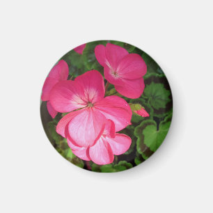 Delicate Pink Geranium With Waterdrops Photo Magnet