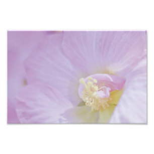 Delicate Pink Lavender Flower Photo Print