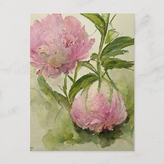 Delicate pink peonIes  Postcard (Front)