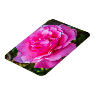 Delicate pink rose. magnet