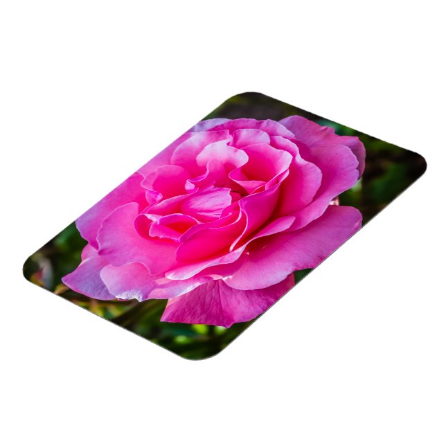 Delicate pink rose. magnet (Left Side)