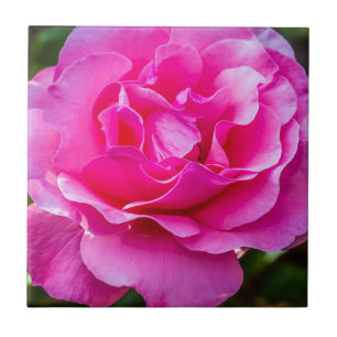 Delicate pink rose. tile