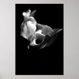 delicate poster