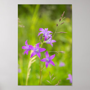 Delicate purple flowers in the field poster