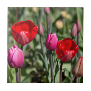Delicate red and purple tulips tile