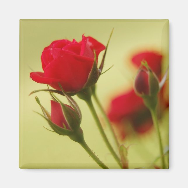 Delicate Red Rose Magnet (Front)