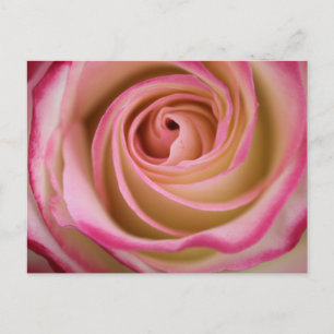 Delicate Rose Petal Spiral Postcard