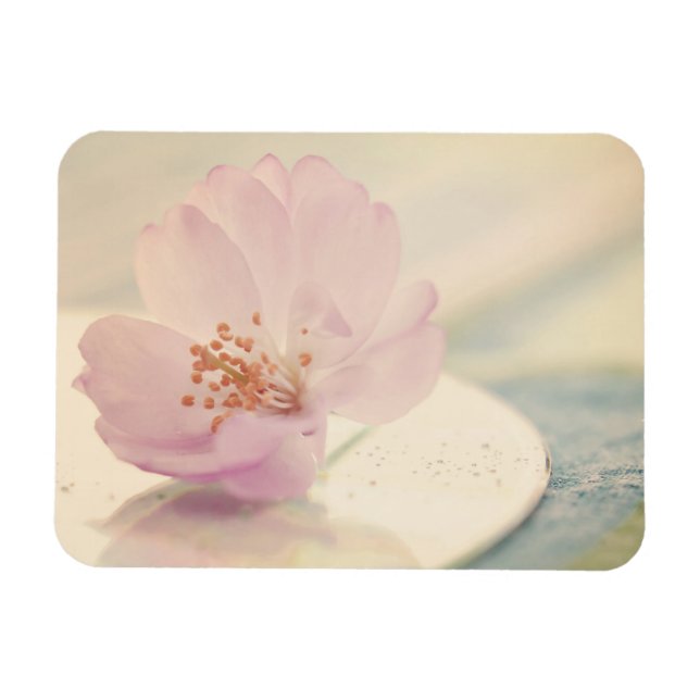 Delicate Soft Pink Cherry Blossom Flower Magnet (Horizontal)