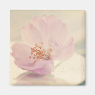 Delicate Soft Pink Cherry Blossom Flower Magnet