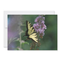 Delicate Touch Of A Butterfly - Flat Greeting Card