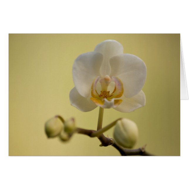 Delicate White Orchid (Front Horizontal)