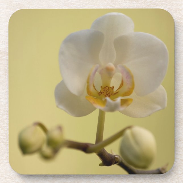 Delicate White Orchid Coaster (Front)