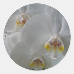 Delicate white orchid on a sheet of stickers