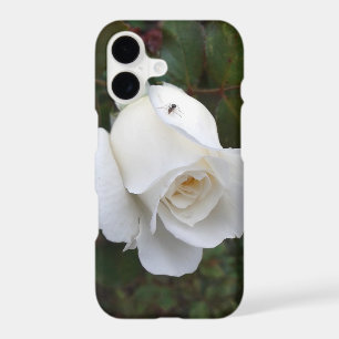 Delicate White Rose Nature