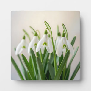 Delicate White Snowdrop Flowers Spring Bloom Plaque