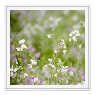 Delicate Wildflowers, white and pink. by SidhartaP Photo Print